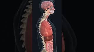 Human body internal 3D parts || human physiology || #short