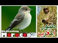 طيور المغرب   خطاف الذباب المبقع وثائقي الحياة البرية وطيور البرية بالمغرب