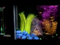 Aqueon 5 aquarium kit