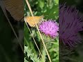 butterflies and flowers #flowers #music #summer