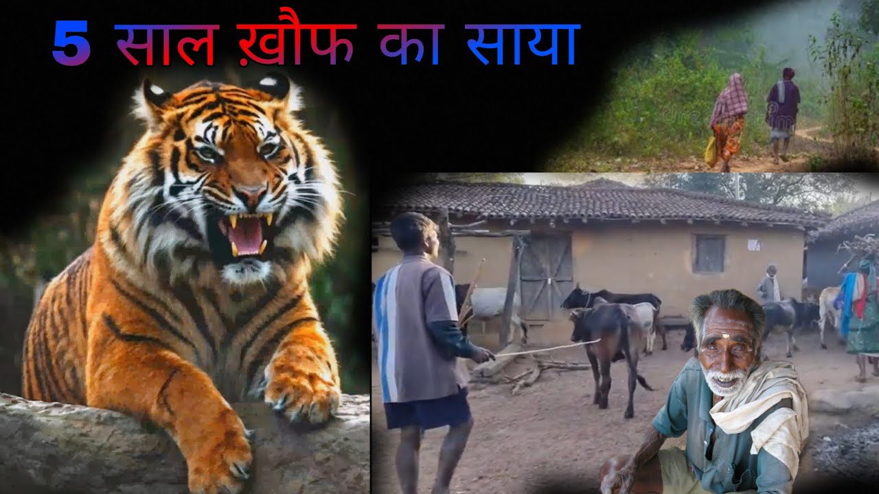 "शेर जैसे.. अयाल वाला बाघ" .. Maneater of Chordi/Shivamogga (Karnataka) Kenneth Anderson