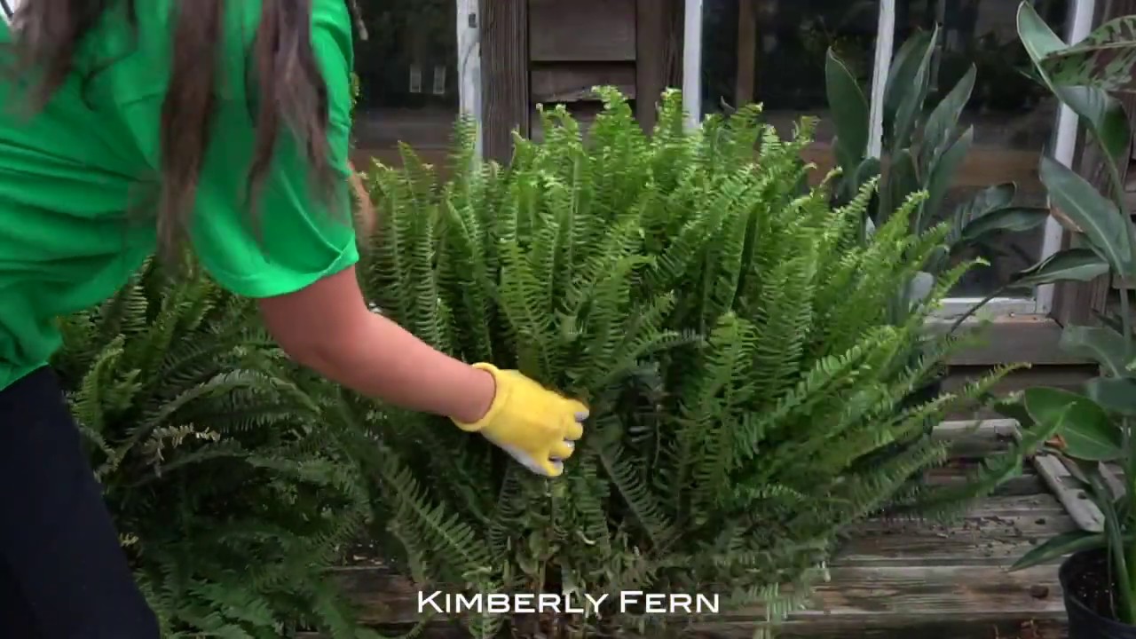 Fiddleheads Garden Center Dalton, Houseplant Highlights YouTube
