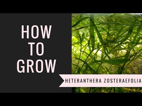 Video: Cultivo de flores silvestres de Stargrass: aprenda sobre el cuidado de las plantas Yellow Stargrass