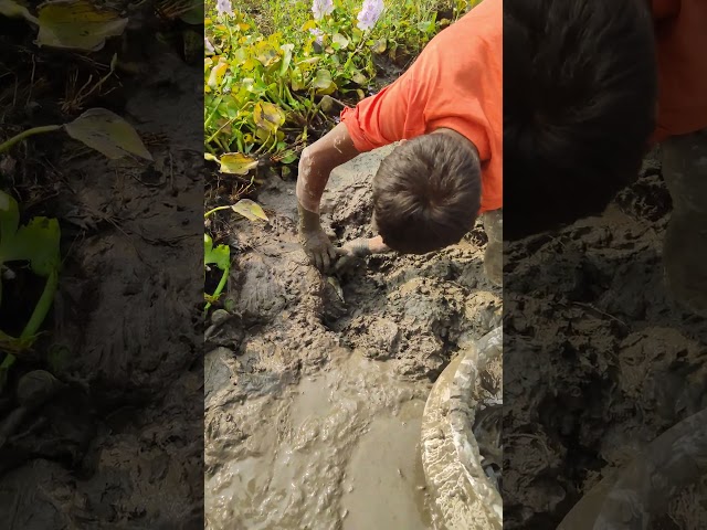 Amazing Baim Fishing in Mud #fishing_shorts #shorts_fishing class=