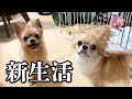 【お知らせ】わんこ6匹と新生活が始まりました