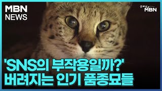 [굿모닝월드]&#39;SNS의 부작용일까?&#39; 버려지는 인기 품종묘들 [굿모닝 MBN]