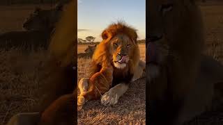 Bigo Joined A Lion Pride