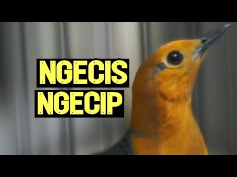 CAS ANIS MERAH SUARA PANGGILAN BETINA UNTUK JANTAN Shorts