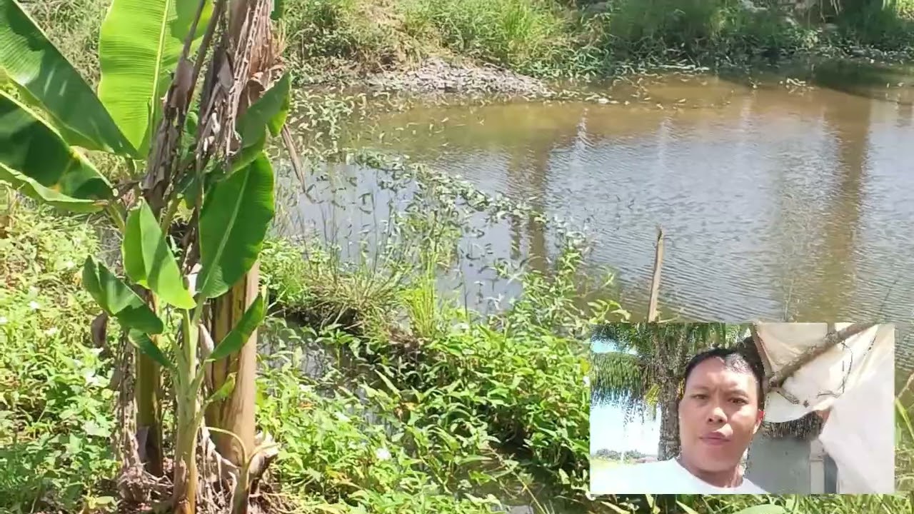 mga katribu.  ganito tayo mag tamin ng saging sa hinde tama ng lugar