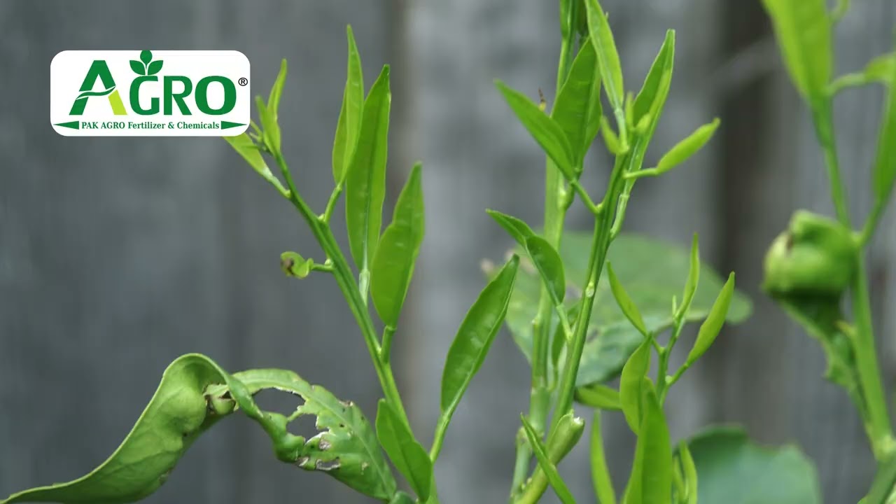 Long horned Grasshopper