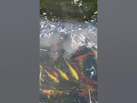 Schaum im kOI Teich YouTube