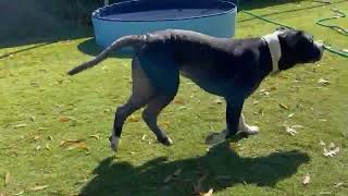 Meet Samantha Sam A Mixed Breed Large Over 44 Lbs Fully Grown Currently Available For Adoption