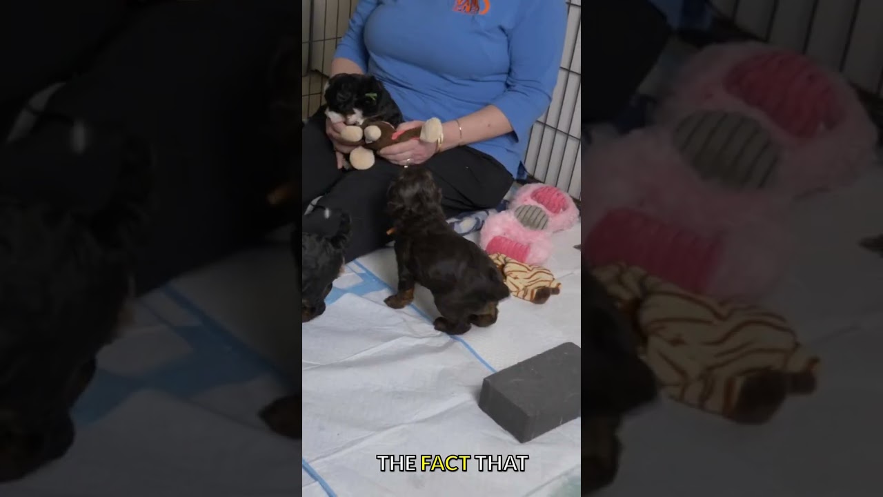 Labradoodle Puppies Are Growing Up