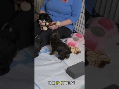 Labradoodle Puppies Are Growing Up