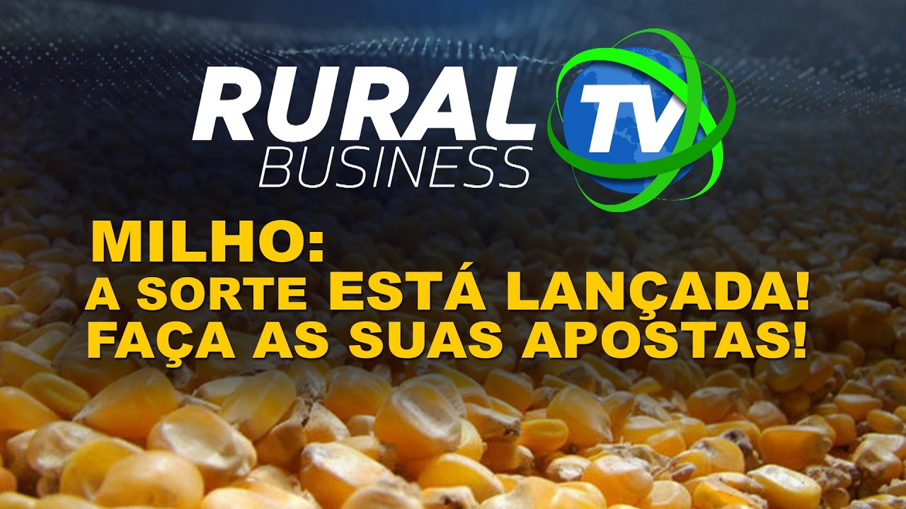 MILHO: A SORTE ESTÁ LANÇADA! FAÇA AS SUAS APOSTAS!