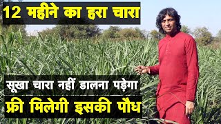 12 महीने का हरा चारा, फ्री मिलेगी पौध, सूखा चारा नहीं डालना पड़ेगा || Technical Farming ||