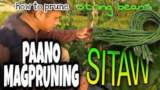 PAANO MAG PRUNING NG SITAW [ how to prune string beans ]
