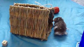 A Fosters Journey Nathaniel The Hefty Hamster