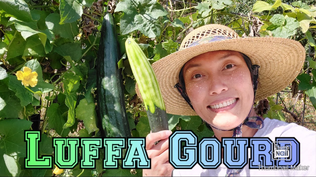 Every Gardener should plant LUFFA Gourd, and Here's Why 