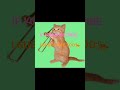 CAT SUB FOR SUB 🐆