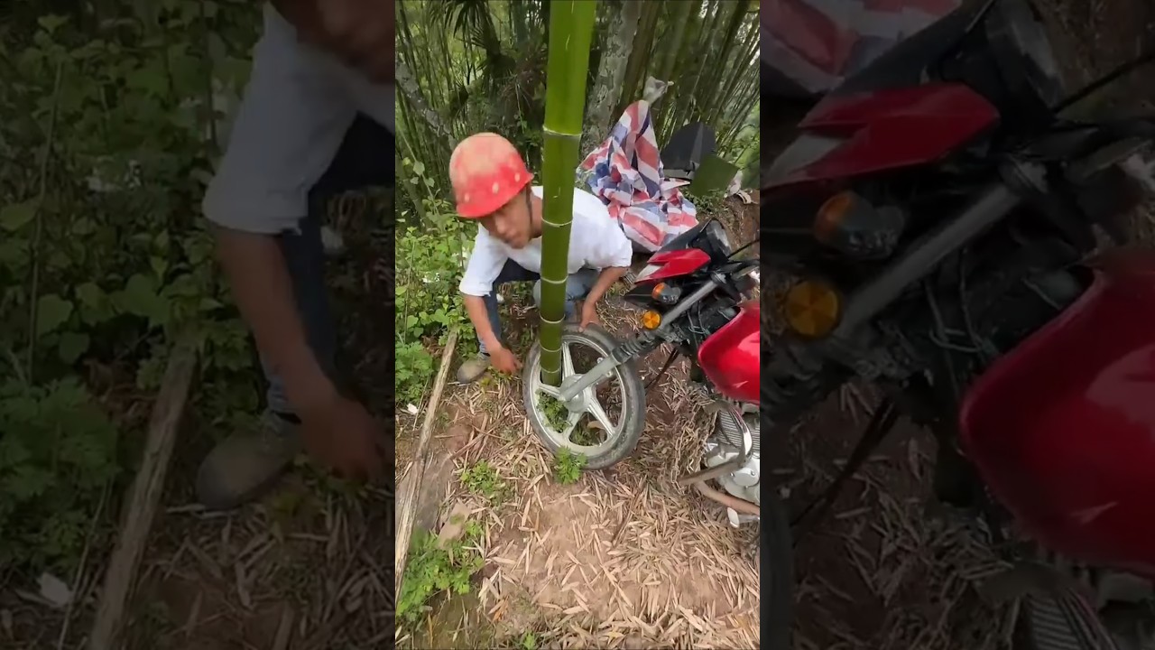 A bamboo tree grew in the bikes wheel😨 