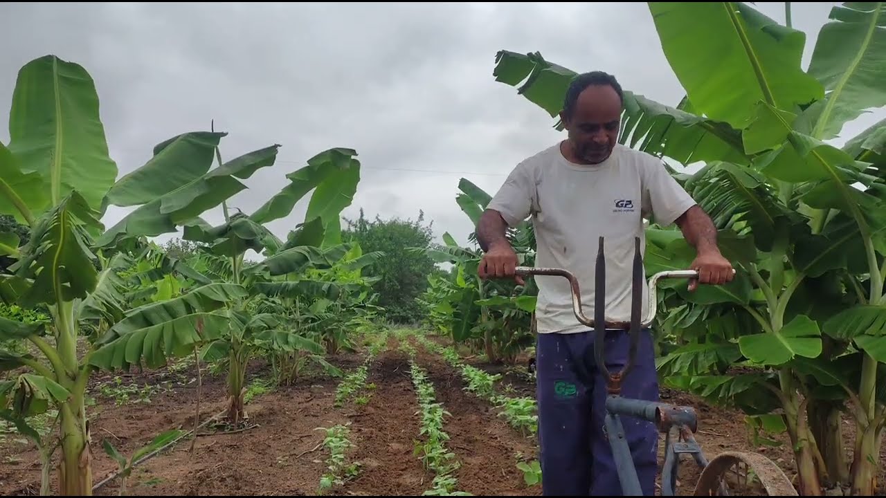 Muita chuva no sertão vou plantar meu roçado de feijão e milho 