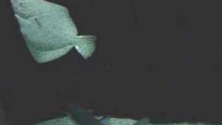 Flatfish in Basel Zoo, Switzerland