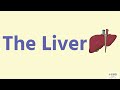 The Liver-Leaving Cert Biology Digestion -Biology Bugbears Leaving Cert Biology 2025