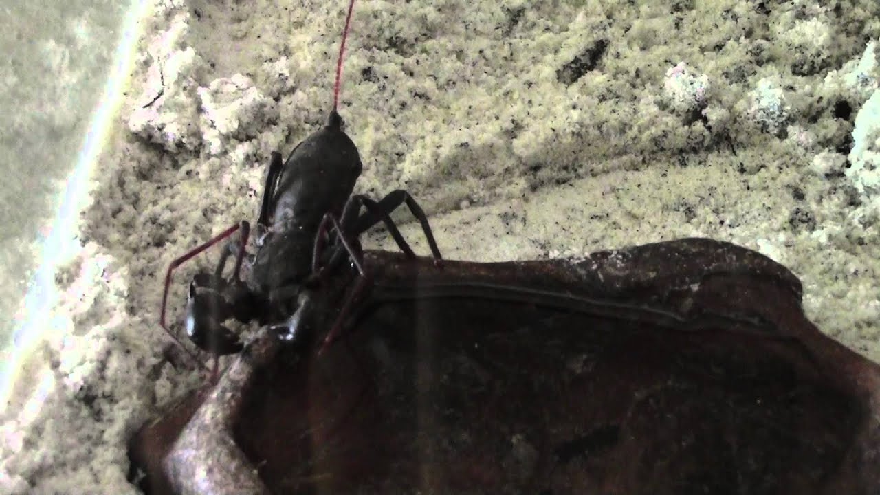 Vinegaroon!!! YouTube