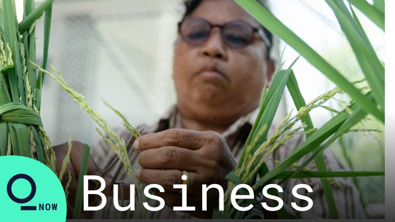 Thailand Bets on a New Rice Grain as Sushi Rice Gains Popularity