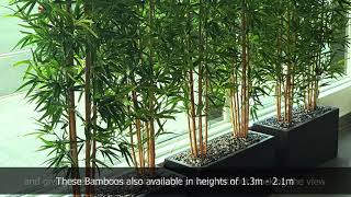 Download Lagu Bamboos make wonderful screen plants MP3