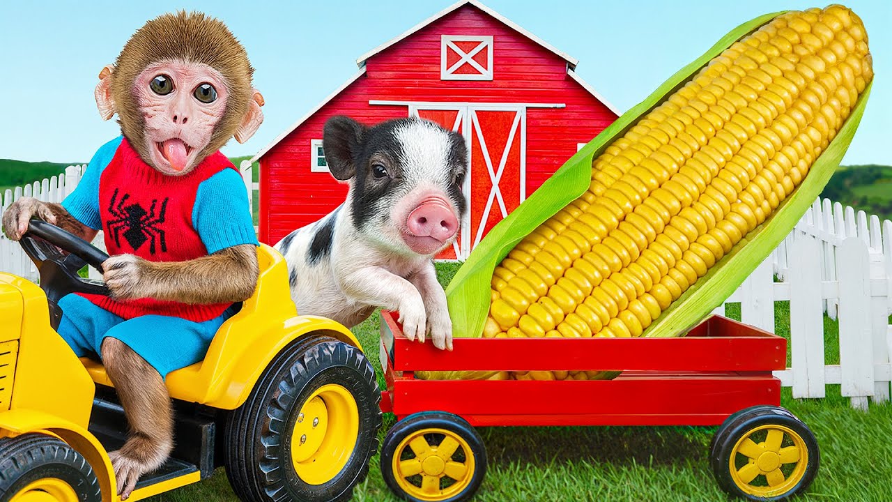 Smart Monkey BaBaBu with piglet harvest Giant Corn at the farm - BABABU MONKEY