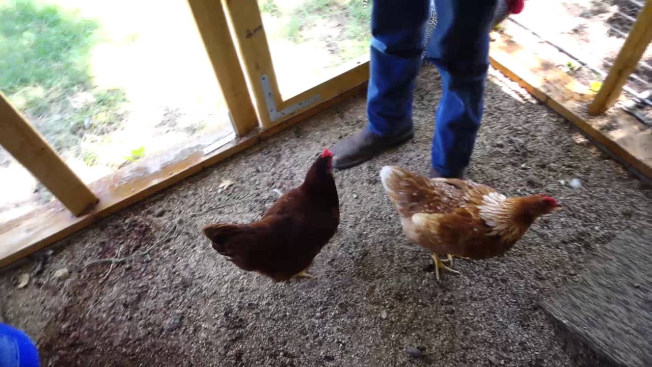 Backyard Chickens, Episode 19 OUR FIRST EGGS !!! YouTube