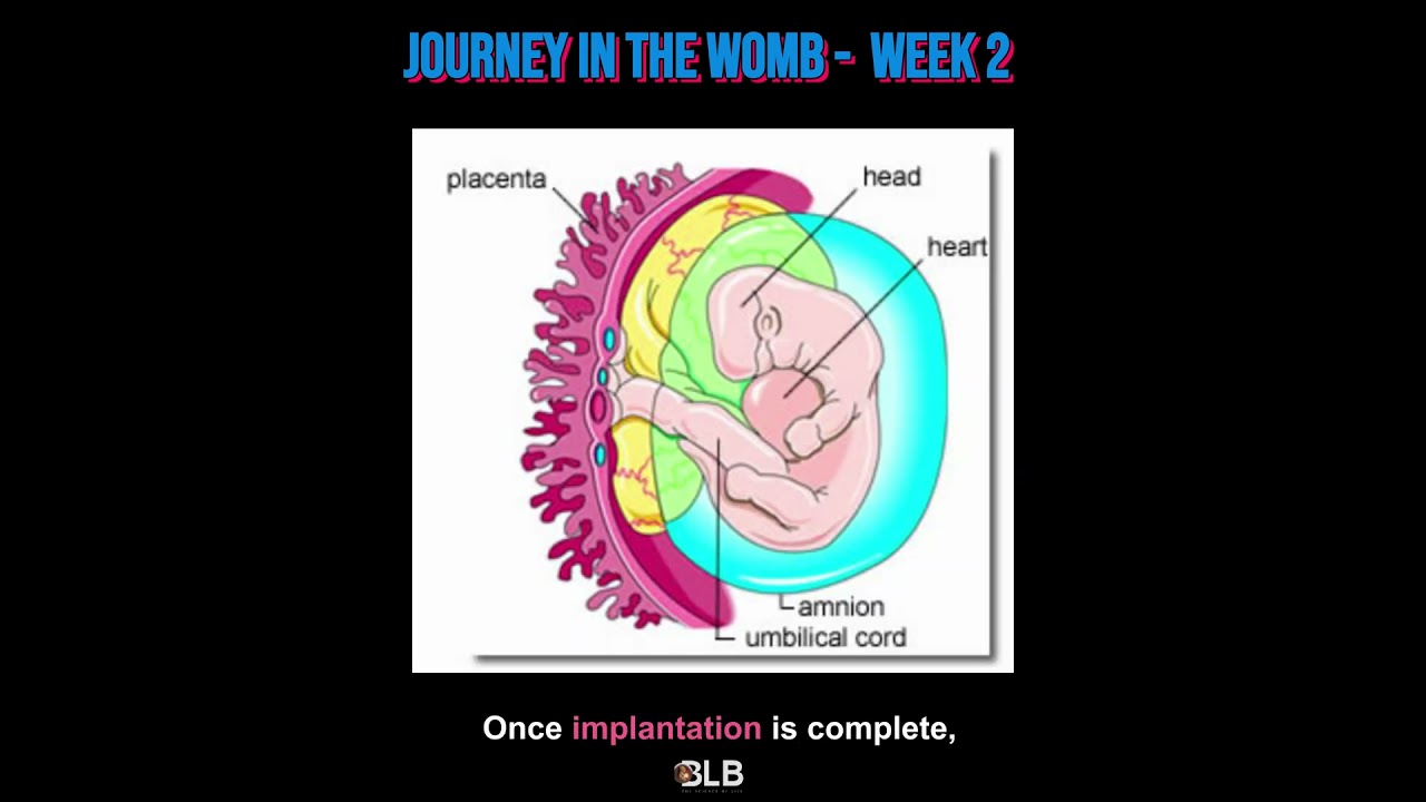 Week 2- Preborn Alive in the Womb | Journey in the Womb