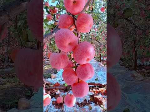 Thư giãn đi 500 anh em