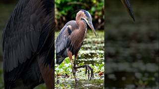 Goliath Heron: The Swamp Monster Bird in Action #Shorts#shorts #shortsfeed #africa #triballife