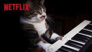 癒し  ピアノを弾く猫がかわいすぎた | キャット・ラブ: ネコに捧げる愛の歌  | Netflix Japan