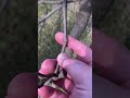 Let me show you how to prune your fruit trees and make new ones. #pruning #permaculture
