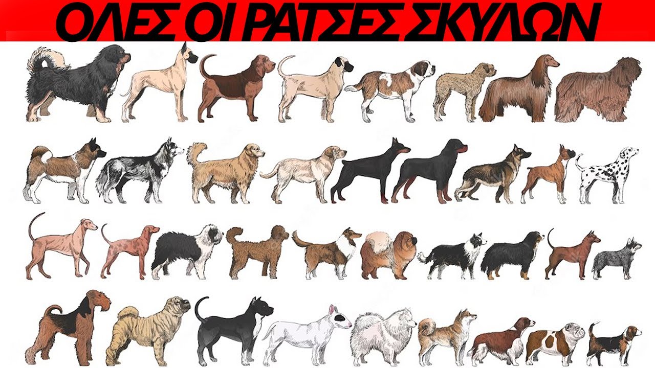 Όλες οι 358 ράτσες σκύλων απο το A εως το Ζ.