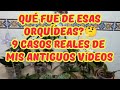 ¿QUÉ FUE DE ESAS ORQUÍDEAS?🤔9 casos reales de mis antiguos vídeos