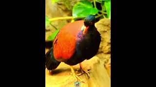 La paloma faisán (Otidiphaps nobilis) ️