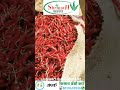🌶️ Saiba F1 G4 RED (Shrinath Seeds) - 📱8010499916 | Kisan Agro Cart | साएबा