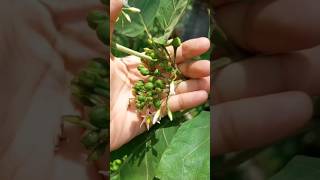 ทายชื่อผัก What fruit?? ดอกไม้ ผักสวนครัว #ดอกไม้ #flowers #ผักสวนครัว #vegetables #ธรรมชาติ