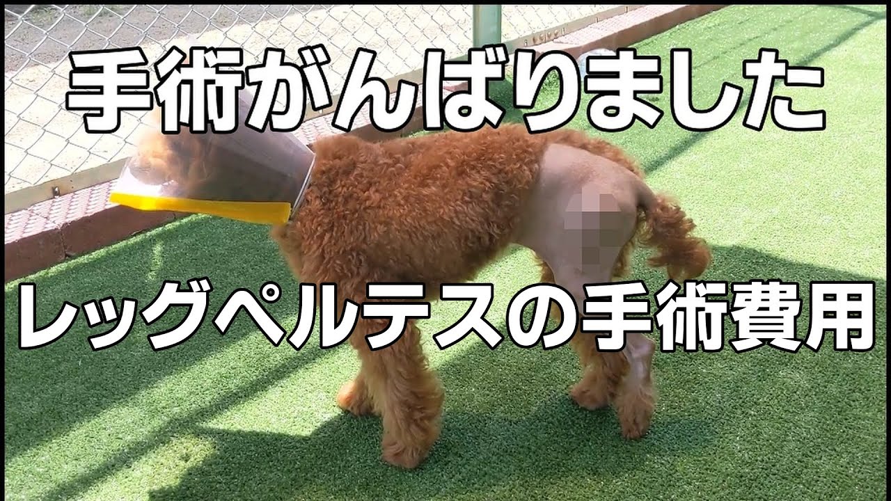 無事手術終わりました。【レッグペルテス症(大腿骨頭壊死症)】【手術費用】
