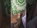 мои собачки