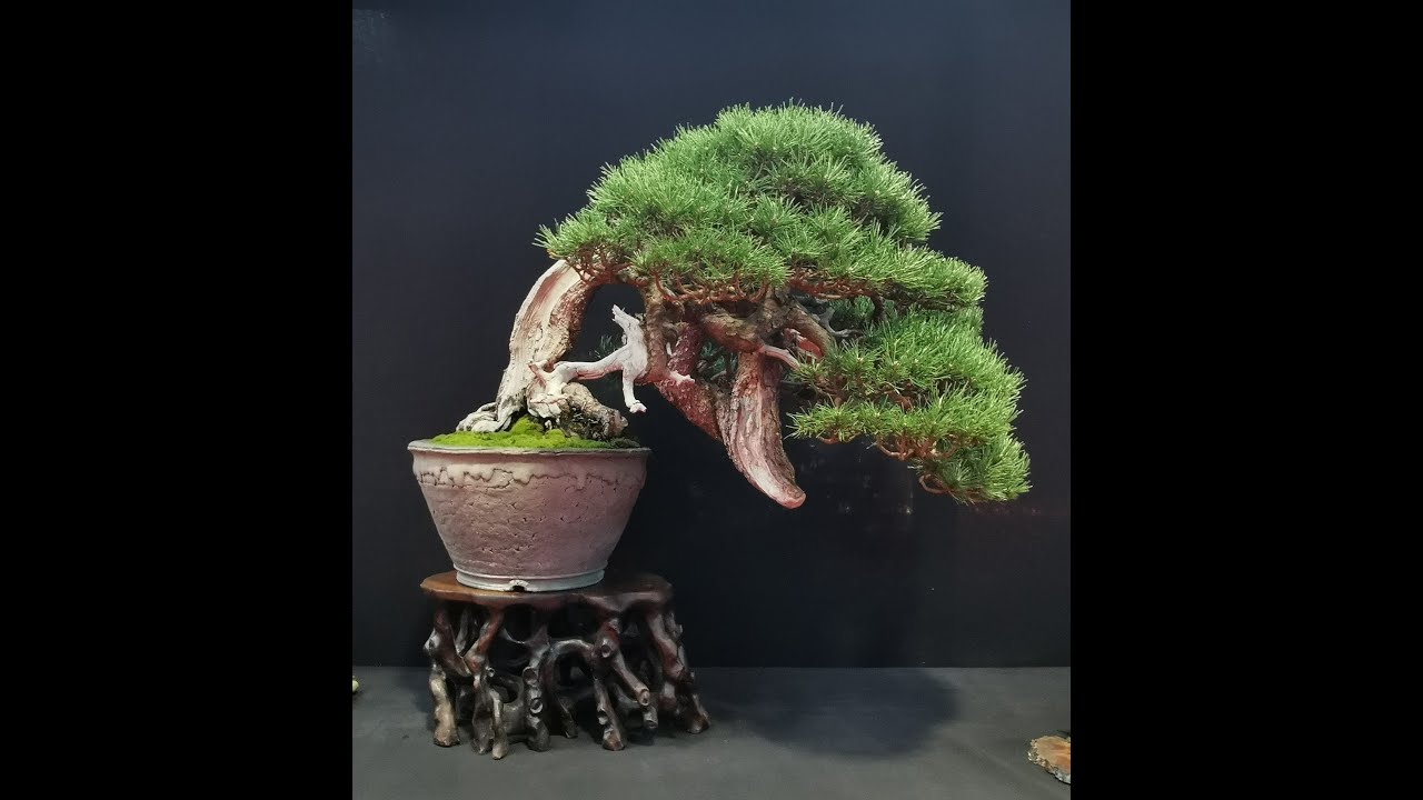 Dijon Bonsai show 2023 🇫🇷 YouTube