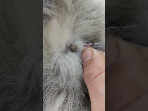 клещ у собаки Полкан