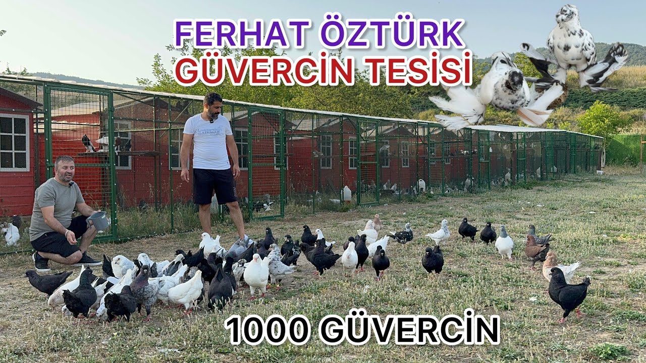 TÜRKİYENİN EN BÜYÜK GÜVERCİN TESİSLERİNDEN  FERHAT ÖZTÜRK KÜMESLERİ