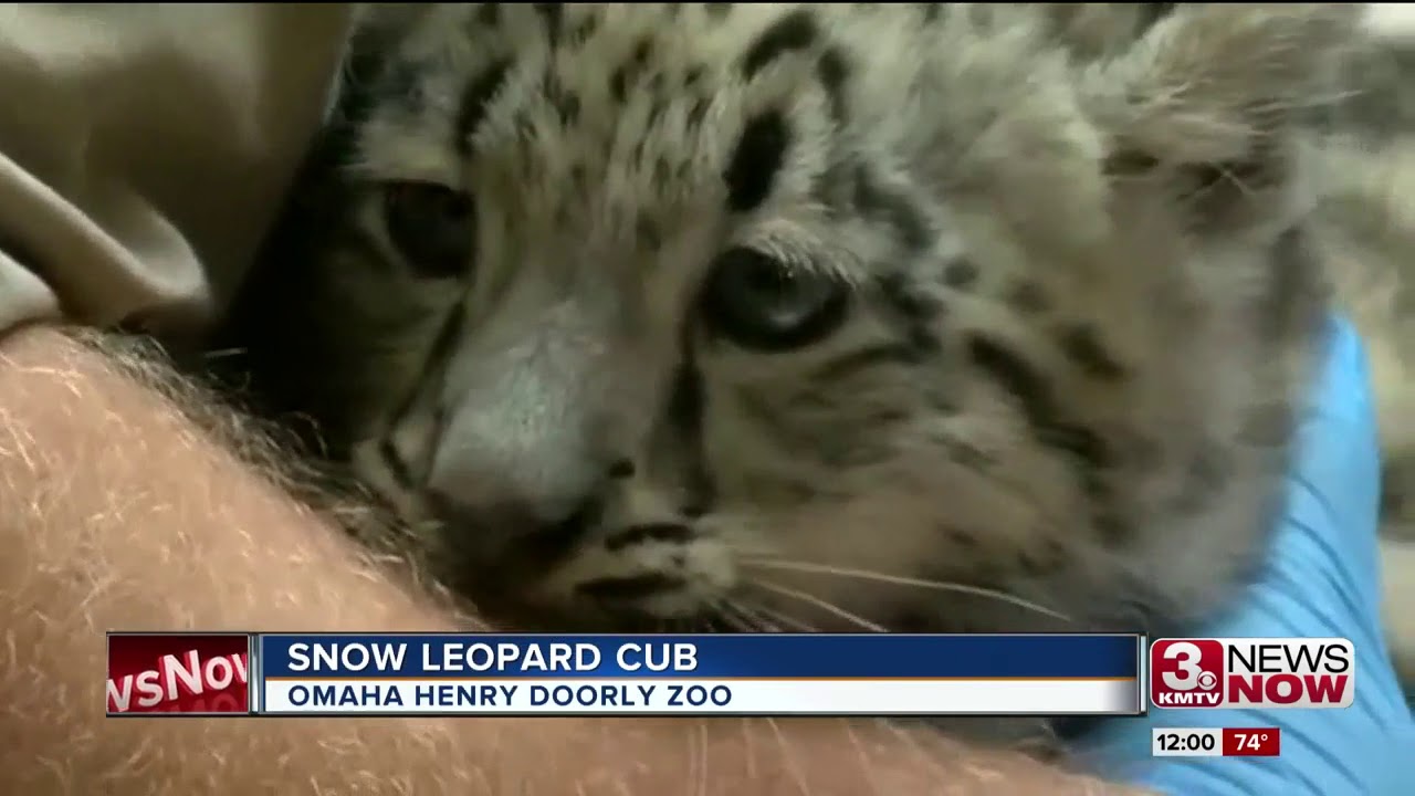 Snow leopard cub introduced at Henry Doorly Zoo YouTube