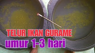 Telur Gurame umur 1-3 hari